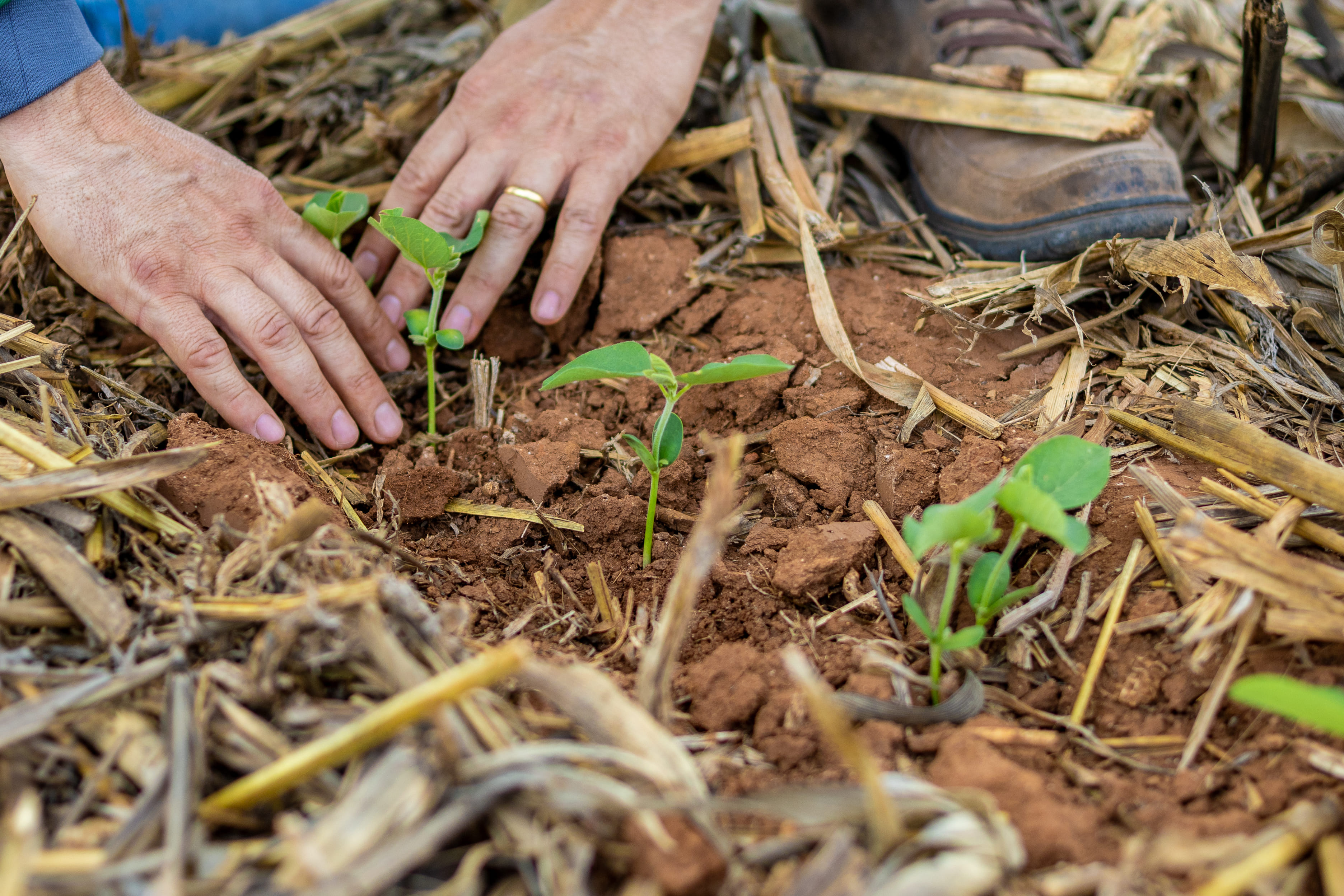 Agro mais que dobra empregos em MT e se consolida como principal motor de trabalho e renda