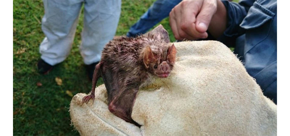 Indea registra três focos de raiva animal em propriedades de Mato Grosso