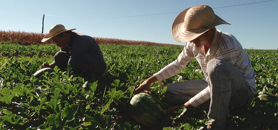 Itanhangá: Através da merenda escolar, Prefeitura incentiva a agricultura familiar