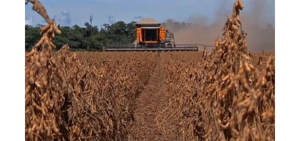 Soja deve ter produtividade menor em MT