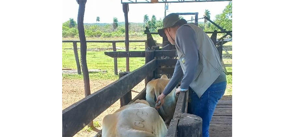 Indea e parceiros celebram última vacinação contra febre aftosa em Mato Grosso