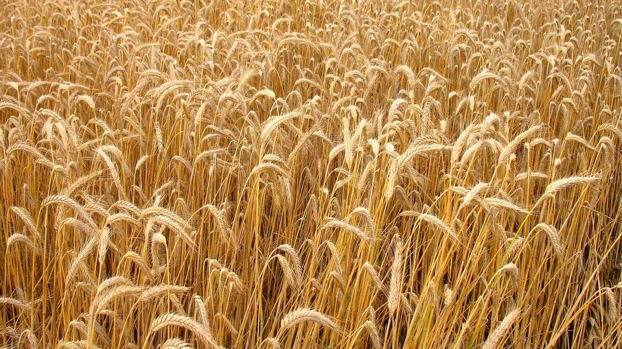 Especialistas alertam para escassez de alimentos por conta da guerra