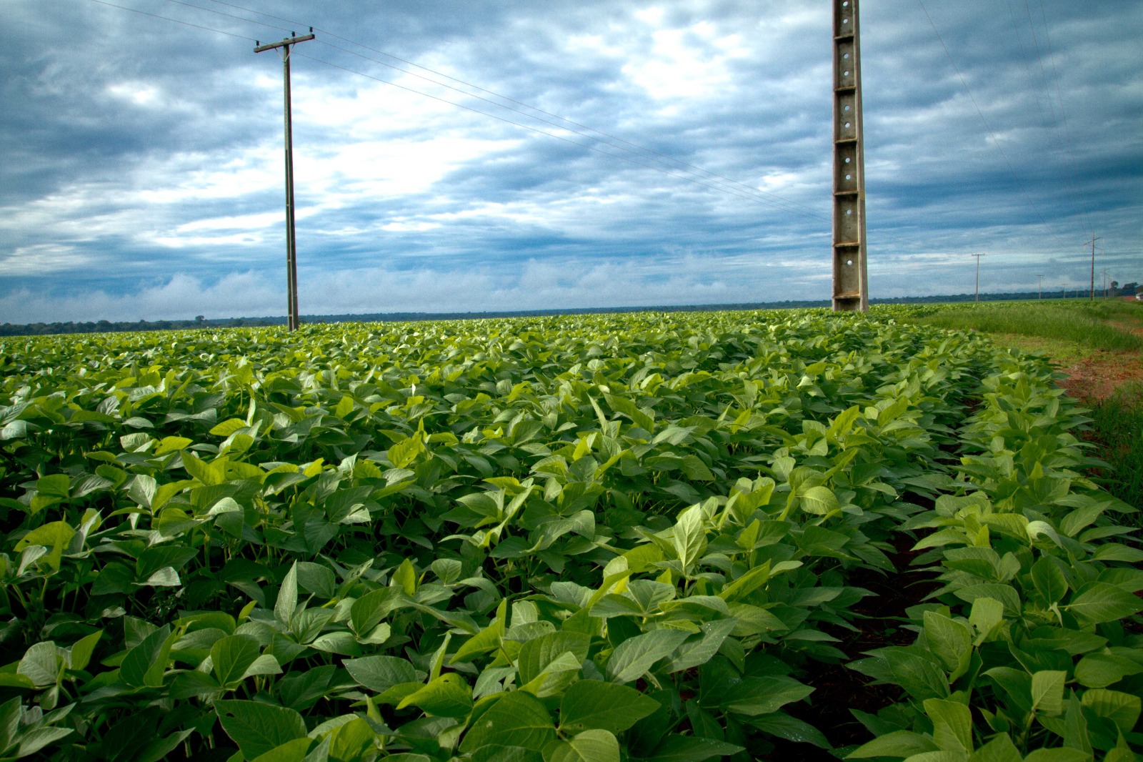 Aprosoja MT reforça atuação permanente por melhorias na energia rural em Mato Grosso