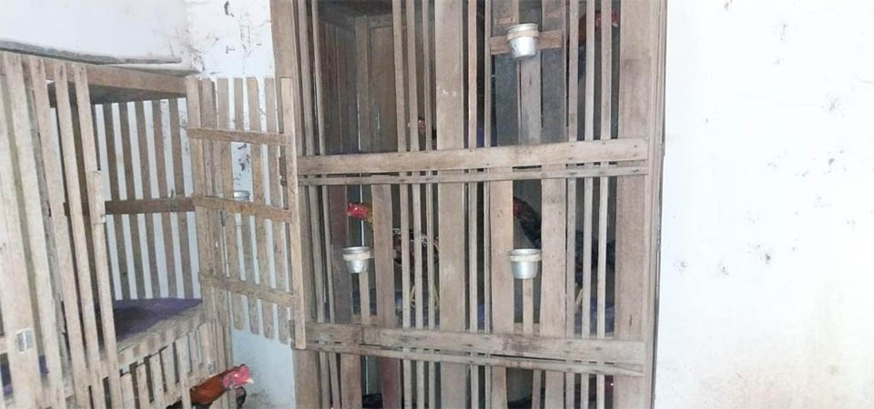 Galos de rinha são apreendidos e suspeito é preso