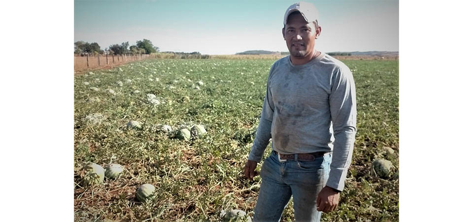 Com assistência da Empaer, agricultor familiar tem colheita farta de melancia em área de um hectare