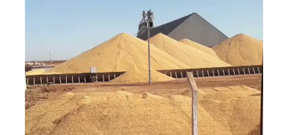 Armazenamento de milho passa a ser um desafio