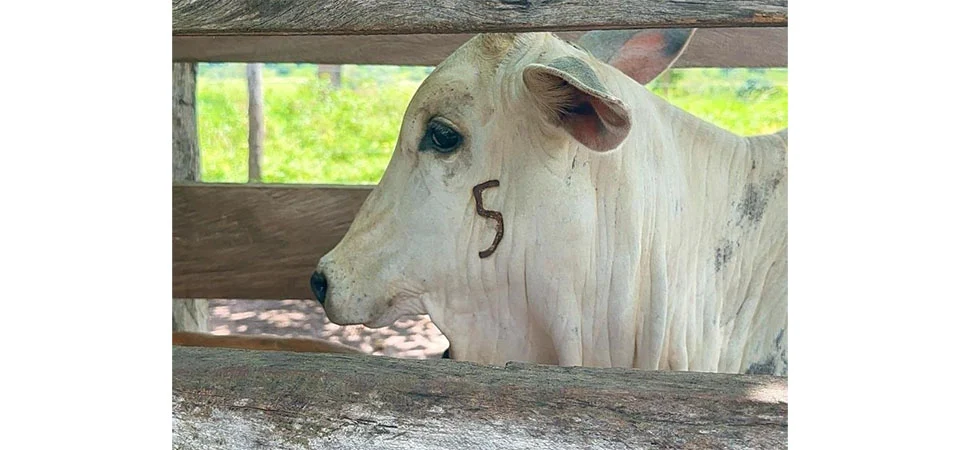 Em MT prazo pra vacinação contra brucelose acaba dia 30/06