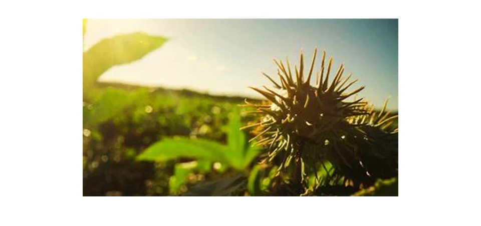 Com raízes profundas e fácil adaptação, mamona ajuda a regenerar áreas degradadas