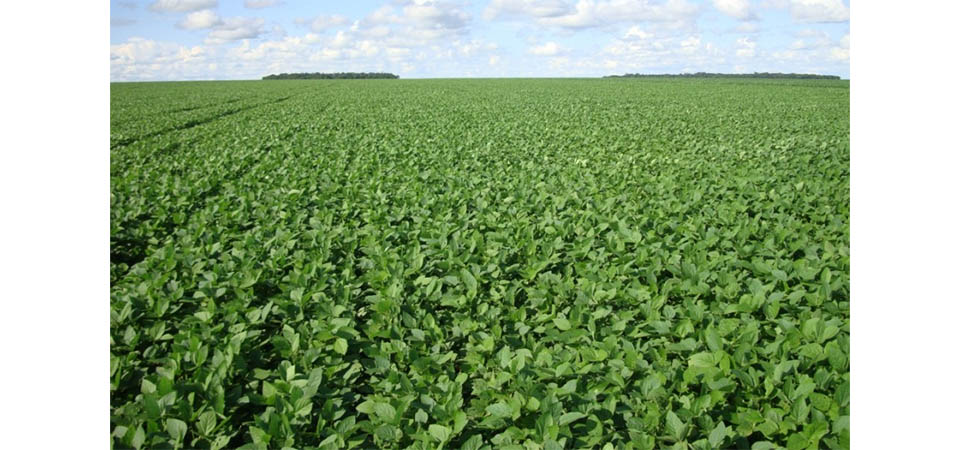 Judiciário de MT determina correção de vigência de prazo de patentes da Bayer/Monsanto