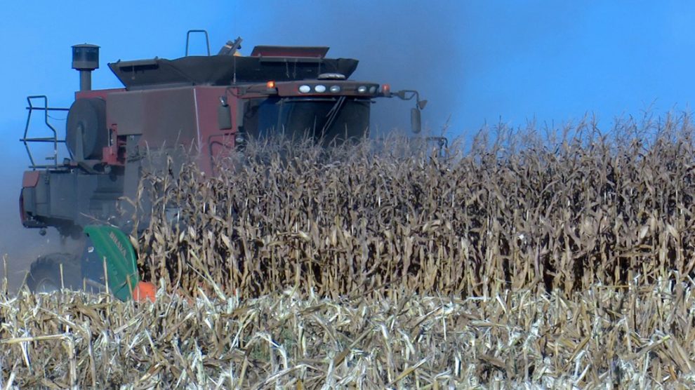 Custeio mensal do milho tem nova alta em Mato Grosso