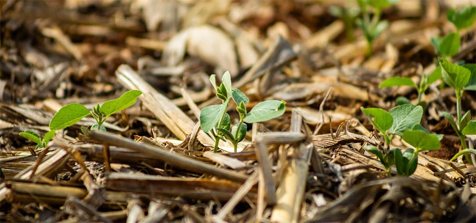 Aprosoja MT alerta que atraso nas chuvas pode prejudicar o andamento da safra 25/26 de soja