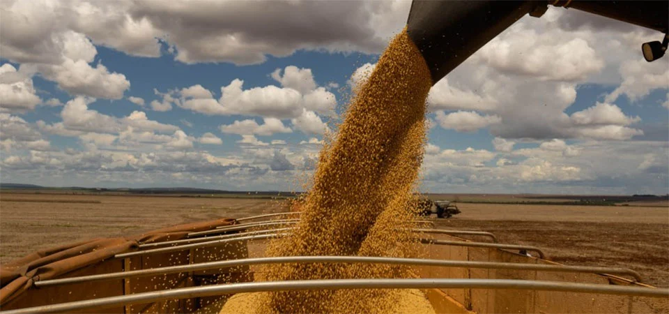 Colheita da Safra 24/25: atrasos, chuvas e logística impactaram os produtores de soja de Mato Grosso