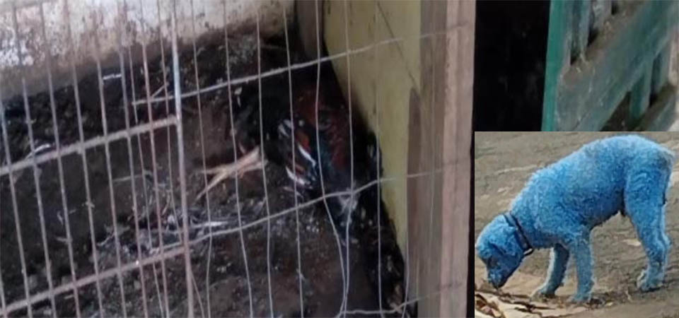 Polícia Civil descobre rinha de galos e procura responsável por pintar cão de azul