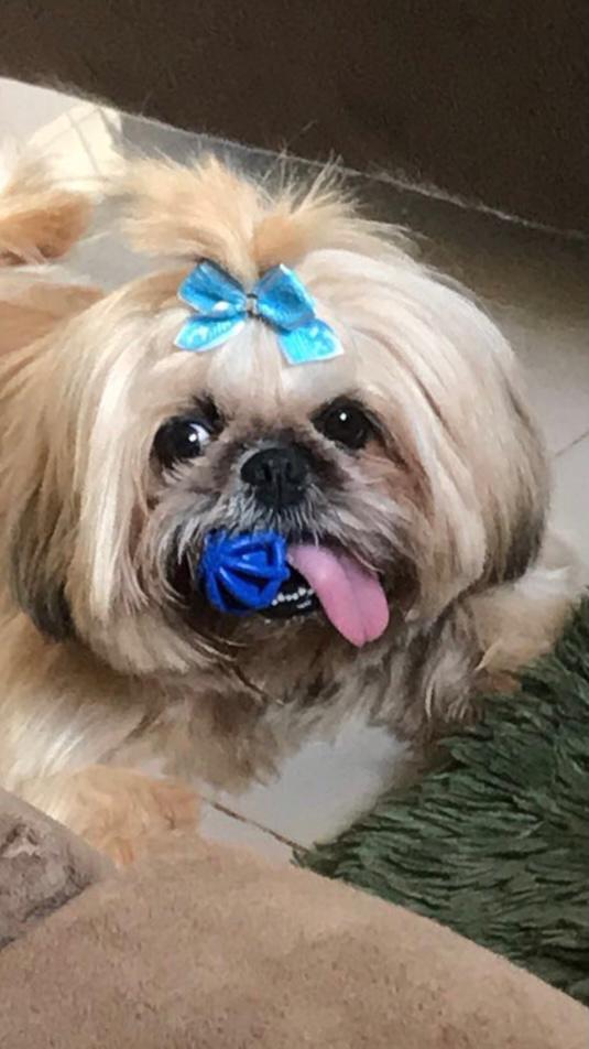 Itanhangá: Cachorrinha que tem problemas respiratórios está desaparecida