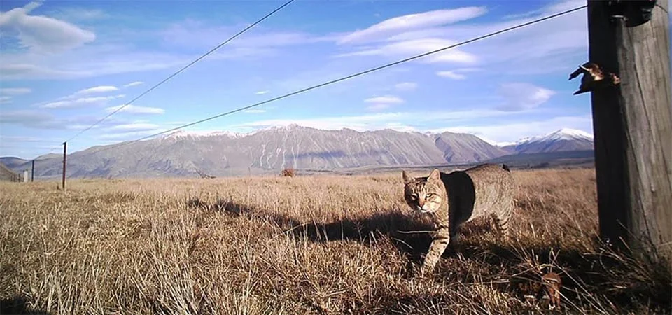 País abaterá gatos selvagens para evitar extinção de golfinhos raros
