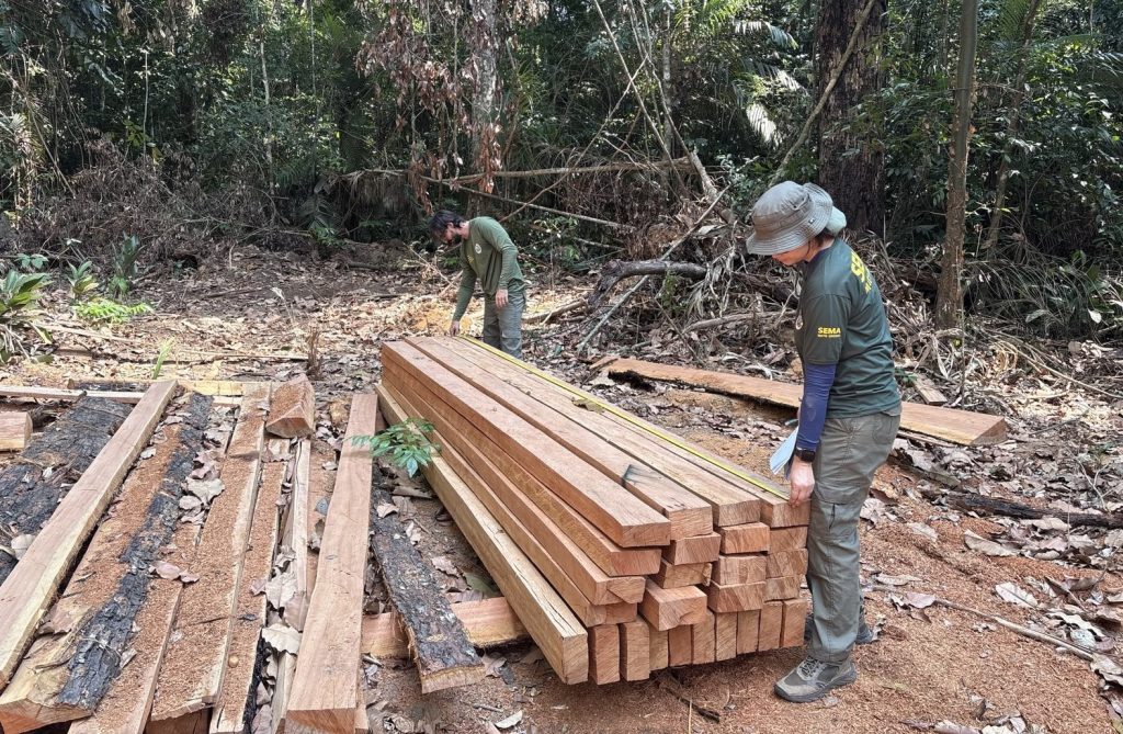 Fiscalização identifica extração ilegal de castanheira em área rural