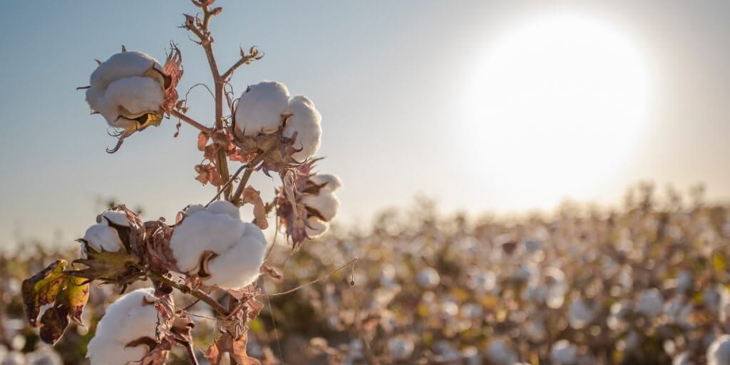Clima seco acelera maturação do algodão em Mato Grosso e produtores intensificam preparativos para a colheita