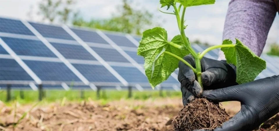 Agronegócio responde por 15% da energia solar produzida no Brasil
