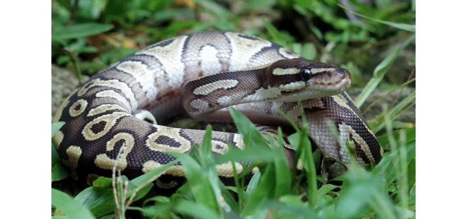 Maiores cobras do mundo: onde vivem e por que crescem tanto