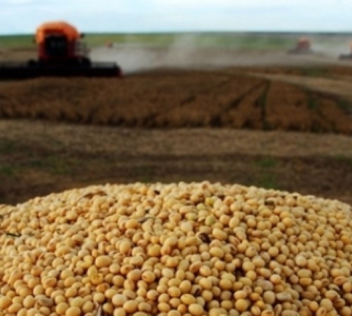 Soja: Mercado em queda com previsão de chuvas e melhora das condições das lavouras
