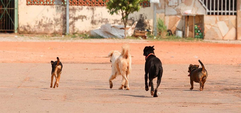 MP processa casal e quer R$ 200 mil por abandono de três cães na porta de ONG