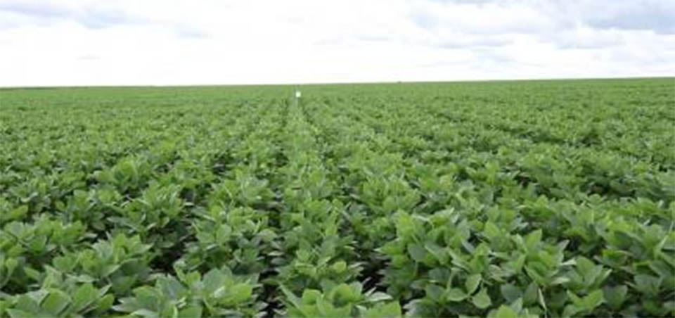 Plantas daninhas podem reduzir produtividade da soja em até 60%