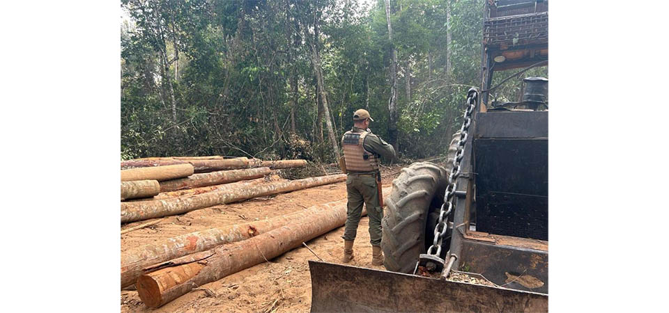 Operação Escudo Verde combate extração ilegal de madeira no norte de Mato Grosso