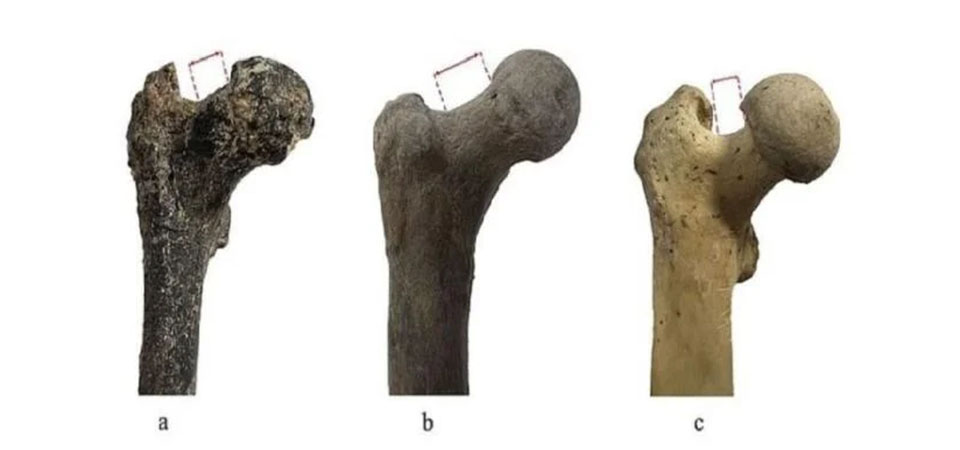 Fóssil encontrado sugere que humanidade não surgiu na África