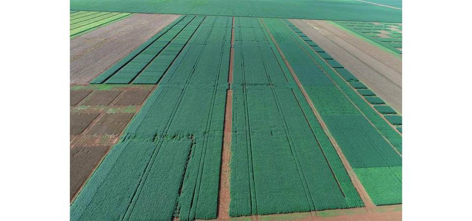 Biológicos no manejo de pragas, doenças e nematoides traz incremento de até 8 sacas de soja por hectare