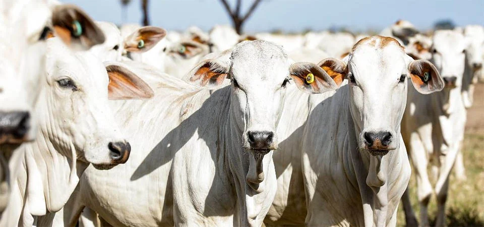 Opção de alíquota reduzida de emissão de GTA para abate de fêmeas bovinas já está ativa