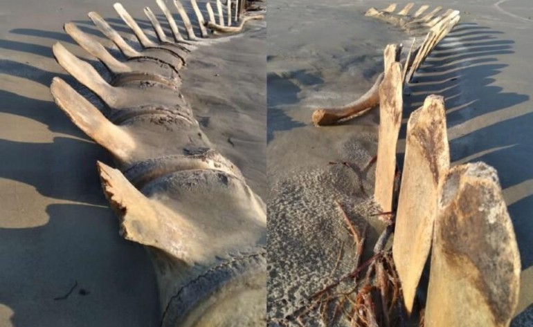Esqueleto gigante é desenterrado por acaso em praia e vira atração