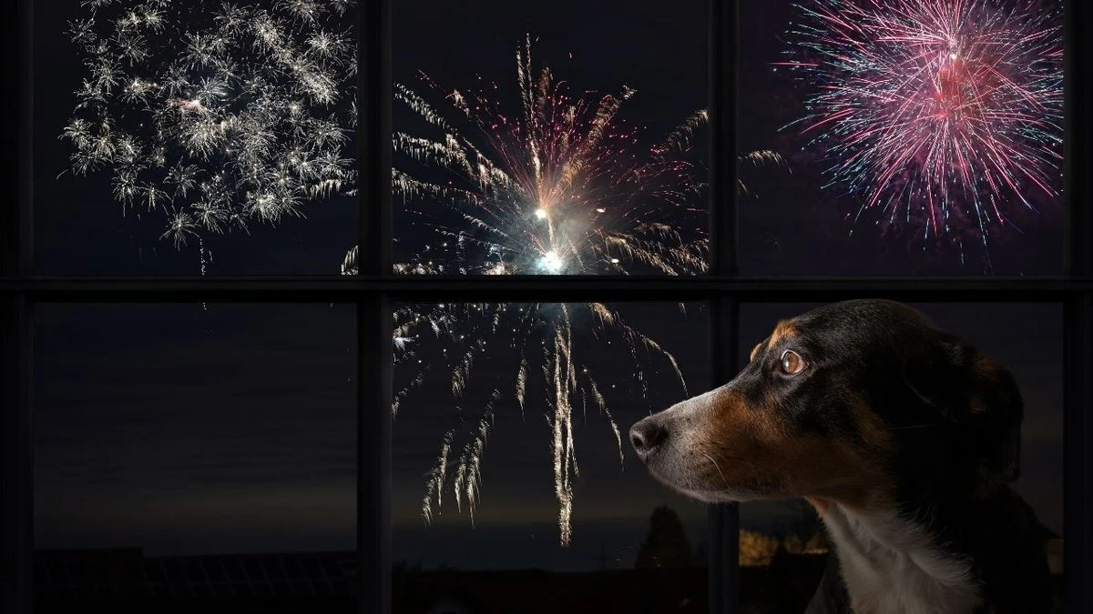 Saiba por que cachorros e gatos odeiam fogos de artifício