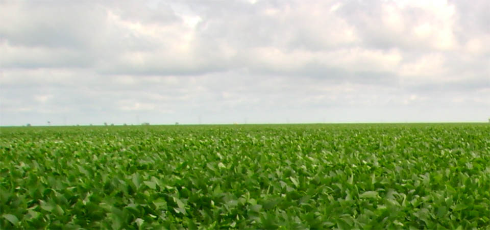 Aprosoja-MT recebe com cautela alteração do calendário do vazio sanitário e do plantio