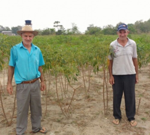 Itanhangá: Mandioca irrigada de boa qualidade é produzida pela família Royer