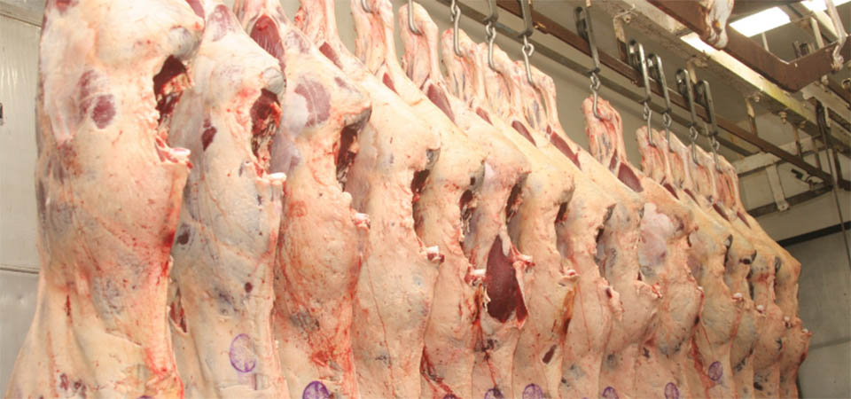 Exportações de carnes suínas e aves de Mato Grosso e receitas aumentam