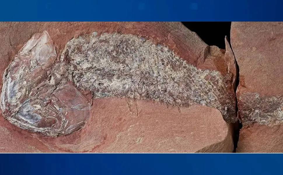 Nova espécie de peixe é identificada a partir de fóssil encontrado em Mato Grosso