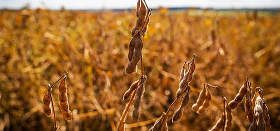 Vazio sanitário da soja inicia hoje, 15/06 em Mato Grosso