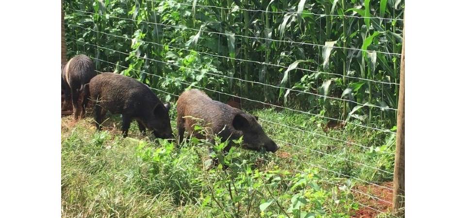 Ministério Da Agricultura quer ouvir os agrcultores sobre infestação de porcos do mato
