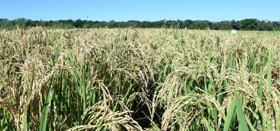 Arroz de terras altas se torna opção atrativa de 2ª safra entre produtores