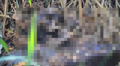 Policiais encontram corpo em decomposição durante operação contra o tráfico