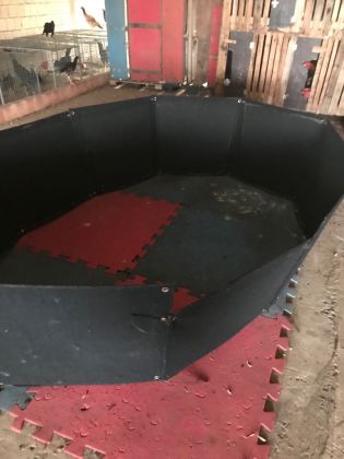 Lucas: Homem investigado por violência doméstica é preso em rinha de galo