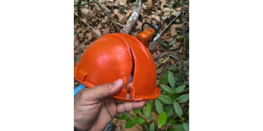 Itanhangá: Homem morre após ser atingido por galho de arvore em área de manejo florestal
