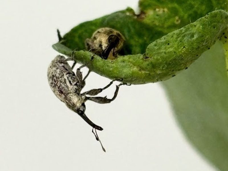 Pesquisa da Fundação Rio Verde busca ampliar eficiência no combate ao bicudo-do-algodoeiro