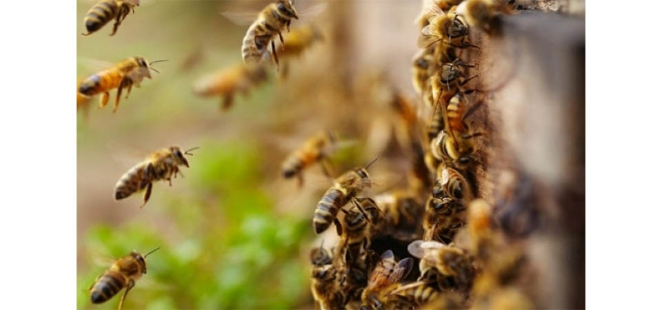 Trabalhador morre ao ser atacado por enxame de abelhas em fazenda