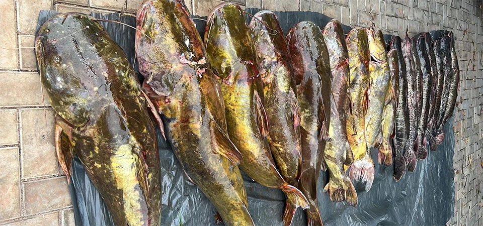 Batalhão Ambiental da PM prende irmãos com 223 quilos de pescado irregular