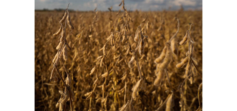 Vazio sanitário da soja começa dia 08 de junho em Mato Grosso