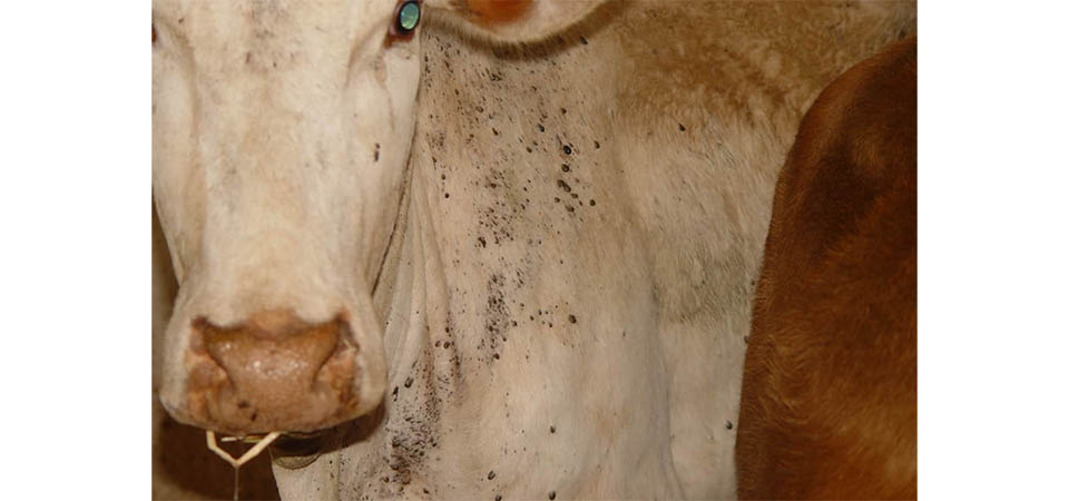 Período de chuvas exige controle estratégico de carrapatos na produção de bovinos