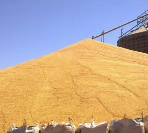 Preço do milho em Mato Grosso teve queda de 7,81% na última semana