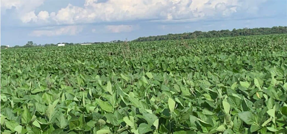 IMEA projeta a maior produtividade de soja para Mato Grosso dos últimos anos