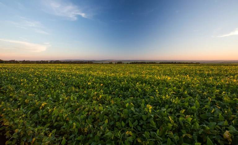 Mato Grosso responde por 15,6% do Valor Bruto da Produção Agropecuária do país